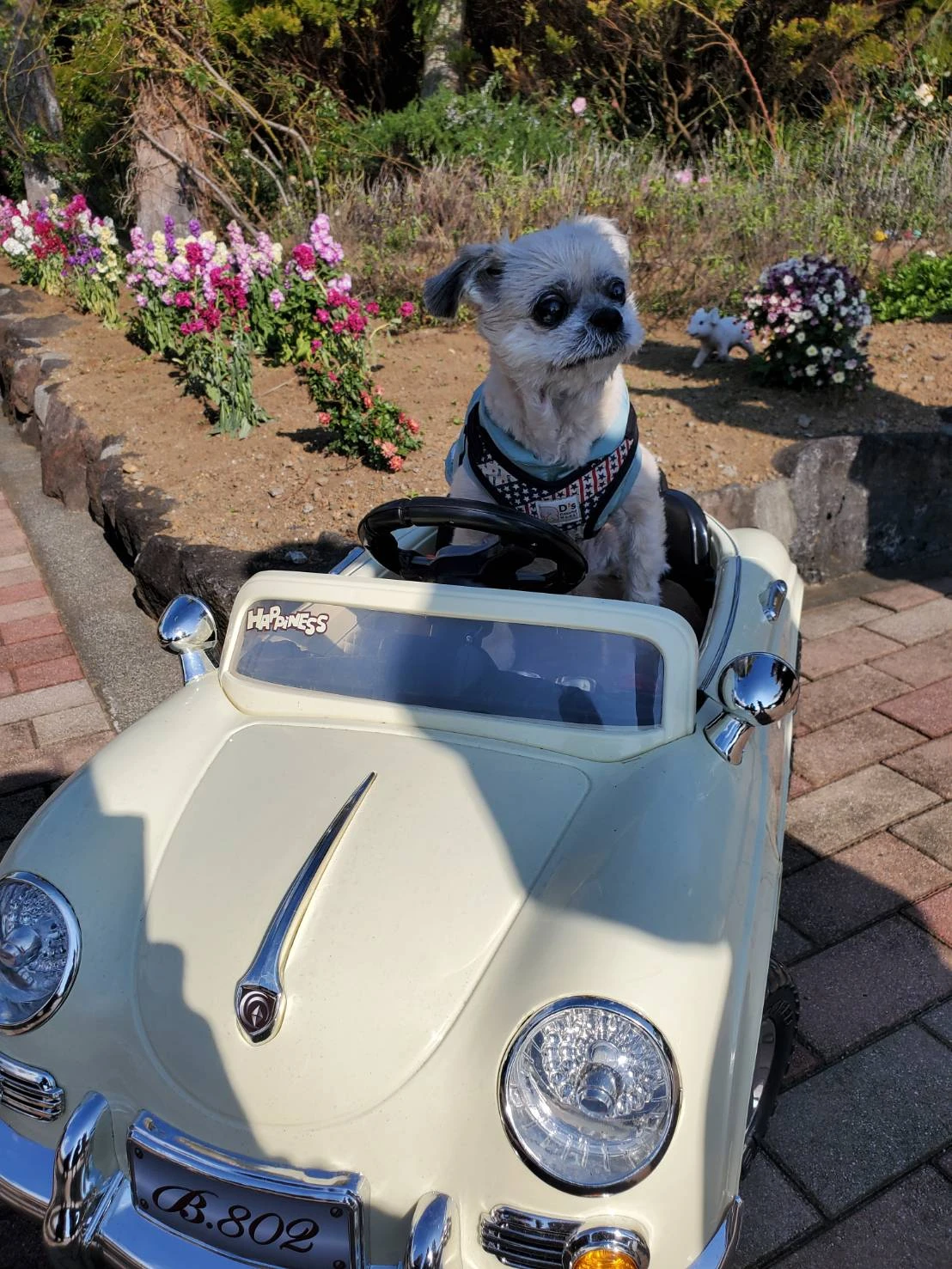 ワンコ車に乗る