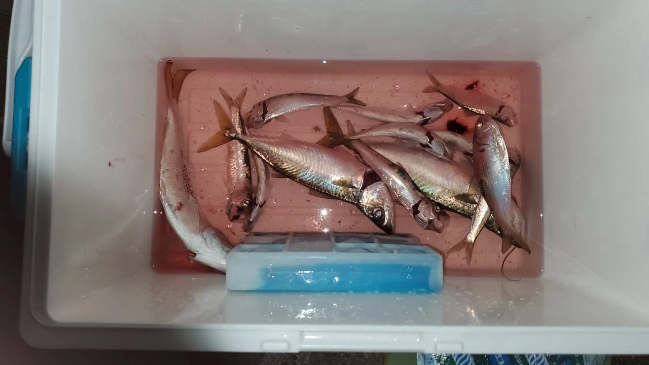 釣果